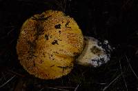 Suillus tomentosus image