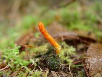 Cordyceps militaris image