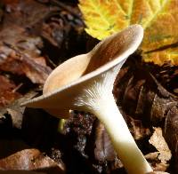 Clitocybe gibba image