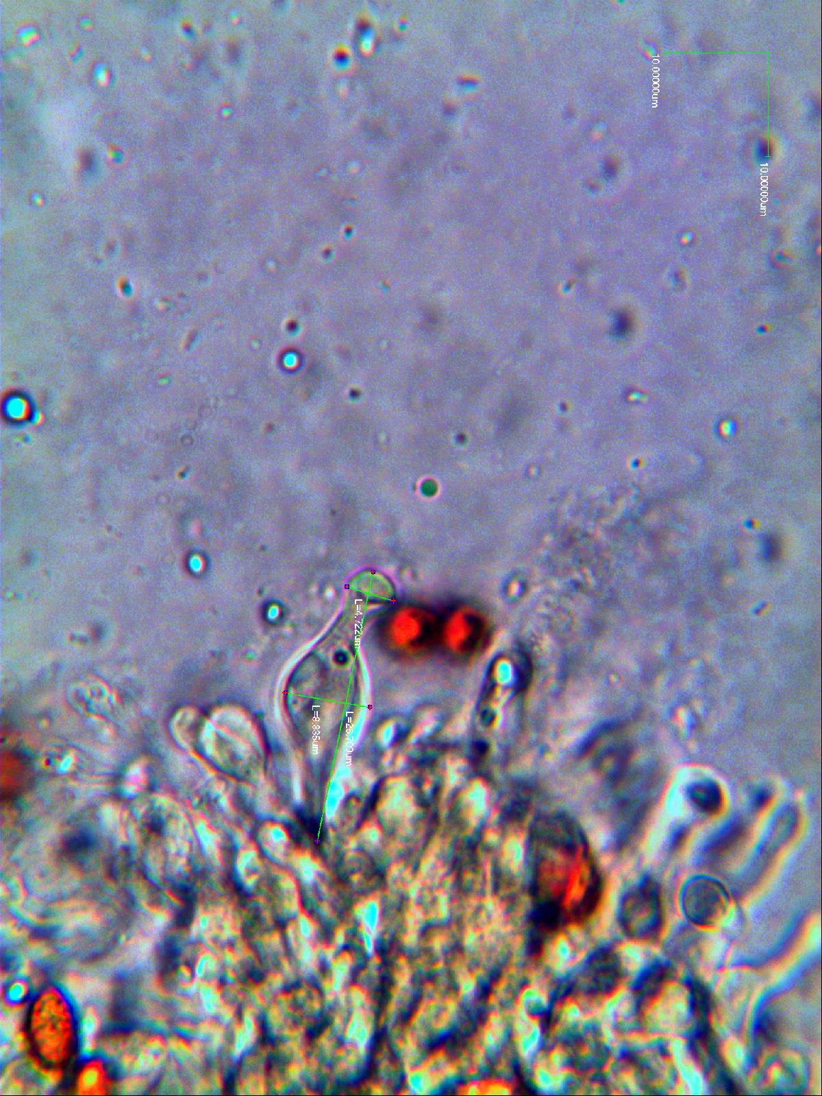 Gymnopilus speciosissimus image