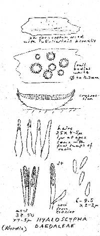 Hyaloscypha daedaleae image