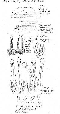 Tubulicrinis borealis image