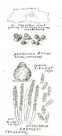 Nitschkia grevillei image