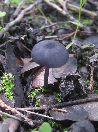 Entoloma corvinum image