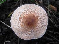 Lepiota brunneoincarnata image