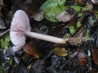 Mycena rosea image