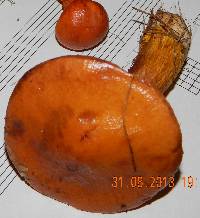 Suillus grevillei image