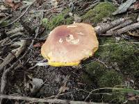 Boletus chippewaensis image