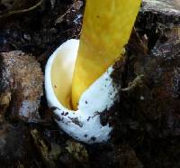 Amanita caesareoides image