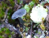 Arrhenia chlorocyanea image