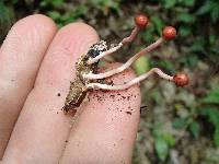 Ophiocordyceps amazonica image