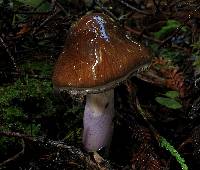 Cortinarius vanduzerensis image