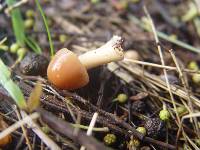 Marasmius oreades image