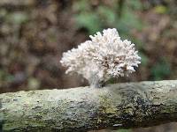 Xylaria cubensis image