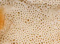 Climacocystis borealis image