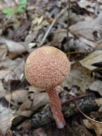 Boletellus russellii image