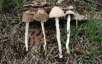 Psathyrella longipes image