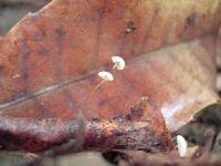 Marasmius quercophilus image