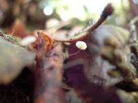 Marasmius quercophilus image