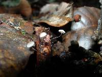 Marasmius quercophilus image