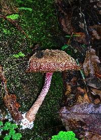 Boletellus ananas image