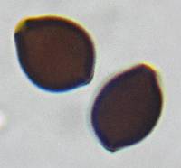 Panaeolus acuminatus image