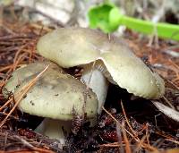 Tricholoma saponaceum image