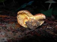 Suillus ponderosus image