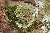 Physconia enteroxantha image