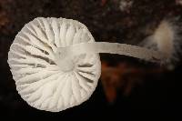 Mycena abramsii image