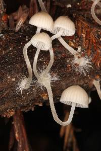 Mycena abramsii image