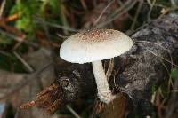 Pholiota decorata image