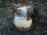 Cortinarius praestans image