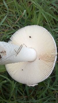 Amanita sect. Vaginatae image