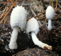 Coprinopsis nivea image