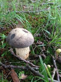 Retiboletus griseus image