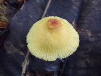 Leucocoprinus brunneoluteus image