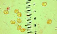 Tricholoma nigrum image