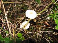 Hygrophorus pusillus image