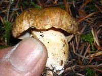 Boletus regineus image