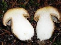 Boletus regineus image