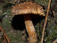 Inocybe cinnamomea image