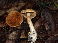 Cortinarius rubicundulus image