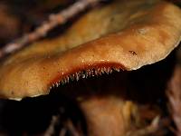 Lactarius rubrilacteus image