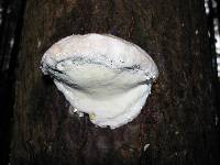 Fomitopsis mounceae image