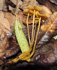 Mycena aurantiomarginata image