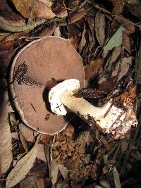 Agaricus hondensis image