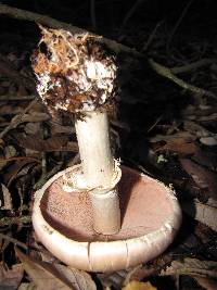 Agaricus hondensis image