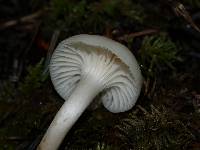 Hygrocybe russocoriacea image