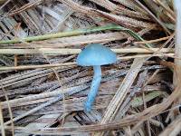 Stropharia cyanea image